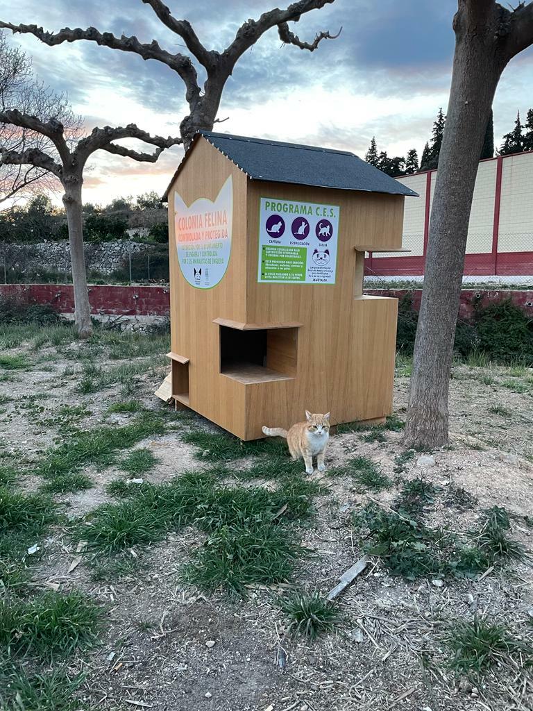 Garantizar seguridad a los felinos